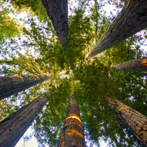 Looking up through towering redwood trunks into a green forest canopy.